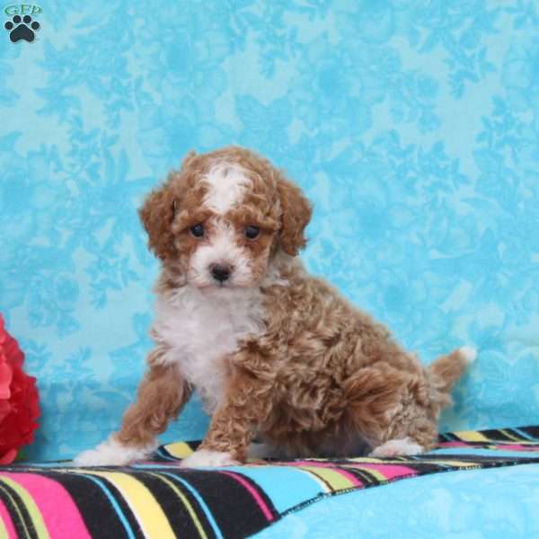 Daffodil, Cavapoo Puppy